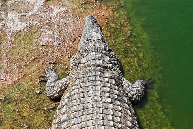 Skip the Line Ticket to Crocoparc with Optional Transfert - Crocodiles first, gardens close behind