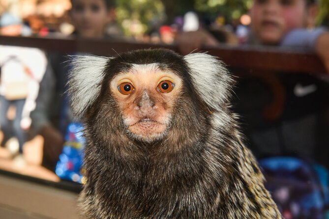 Skip the Line Ticket to Crocoparc with Optional Transfert - Feeding time can change the whole visit