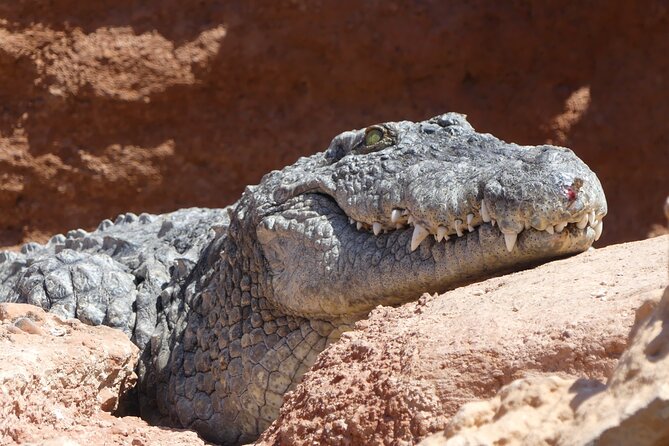 Skip the Line Ticket to Crocoparc with Optional Transfert - A practical family stop, not just an animal park