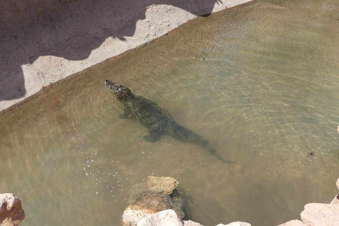 Skip the Line Ticket to Crocoparc with Optional Transfert - How long should you stay?