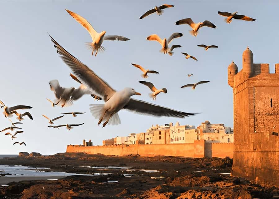 Small-Group Day Trip from Marrakech to Essaouira Mogador - Key points at a glance