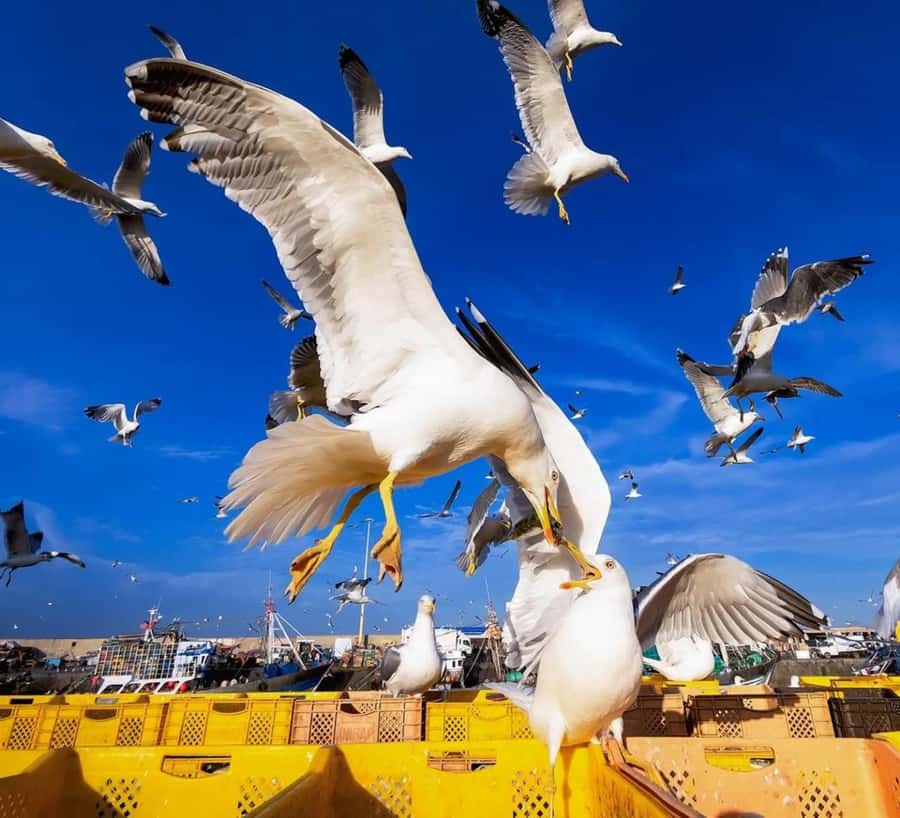 Small-Group Day Trip from Marrakech to Essaouira Mogador - Arriving in Essaouira with four hours to use
