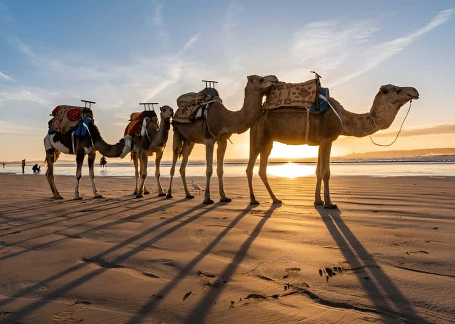 Small-Group Day Trip from Marrakech to Essaouira Mogador - The return journey through Chichaoua