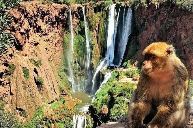 Small group Ouzoud Waterfall Guided Tour Boat Ride from Marrakech - What the $19.24 price really buys you