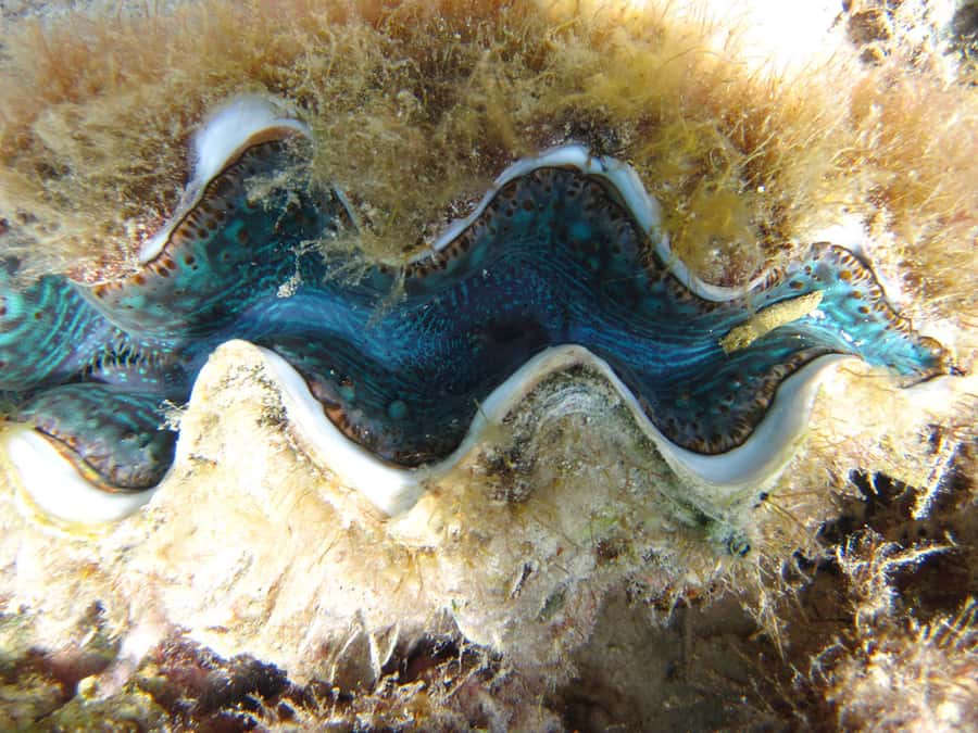 Snorkeling Excursion in Blue Bay Marine Park - Starting at Blue Bay Public Beach