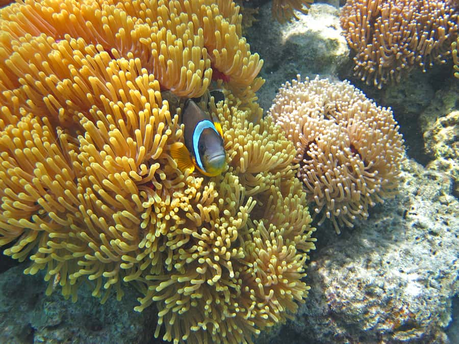 Snorkeling Excursion in Blue Bay Marine Park - Weather, Clothing, and Comfort