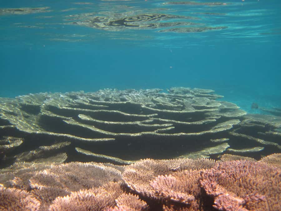 Snorkeling Excursion in Blue Bay Marine Park - Who Will Enjoy This Excursion
