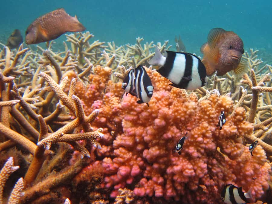 Snorkeling Excursion in Blue Bay Marine Park - Should You Book the Blue Bay Snorkeling Trip?