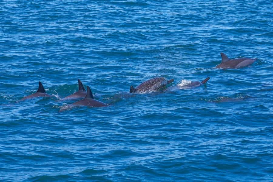 Speedboat to Ile aux Benitier: Dolphin Encounter & Lunch - Two and a half hours in Tamarin Bay
