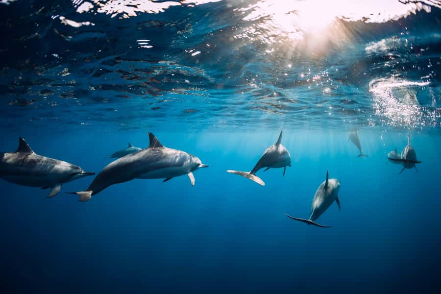 Speedboat to Ile aux Benitier: Dolphin Encounter & Lunch - Beach time and the Le Morne view