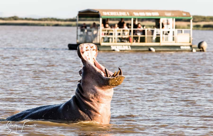 St Lucia: Hippo and Crocodile Cruise on a 15-Seat Vessel - Meeting at Siyabonga Jetty