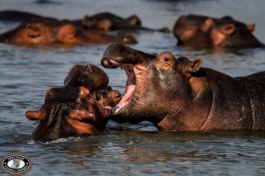 St Lucia: Hippo and Crocodile Cruise on a 15-Seat Vessel - Crocodiles, birds, and the less predictable moments