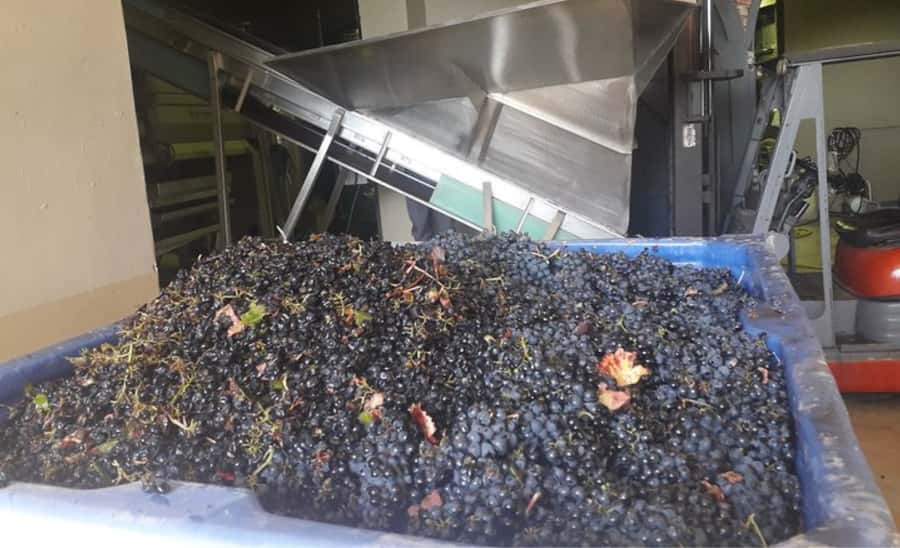Stellenbosch: Half-Day Wine Tour - Timing, comfort, and practical limits
