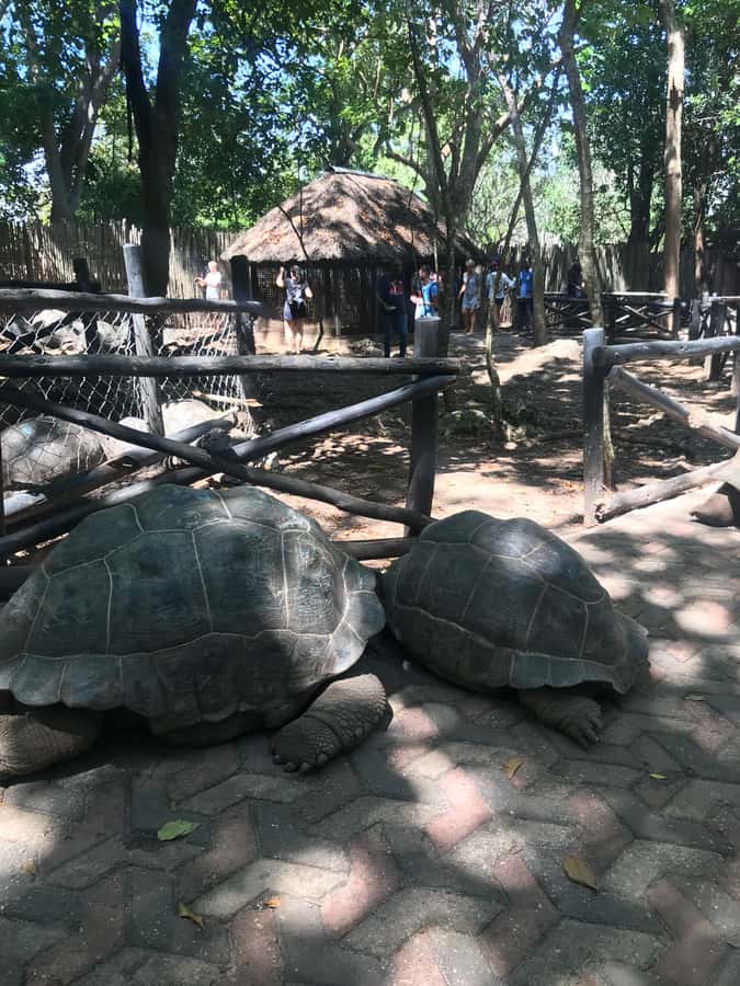 Stone Town: Stone Town and Prison Island Private Day Trip - Meeting the giant tortoises