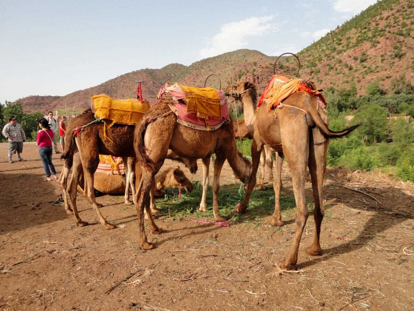 Sun set camel ride in palmerai of Marrakesh - Guides, group feel, and service