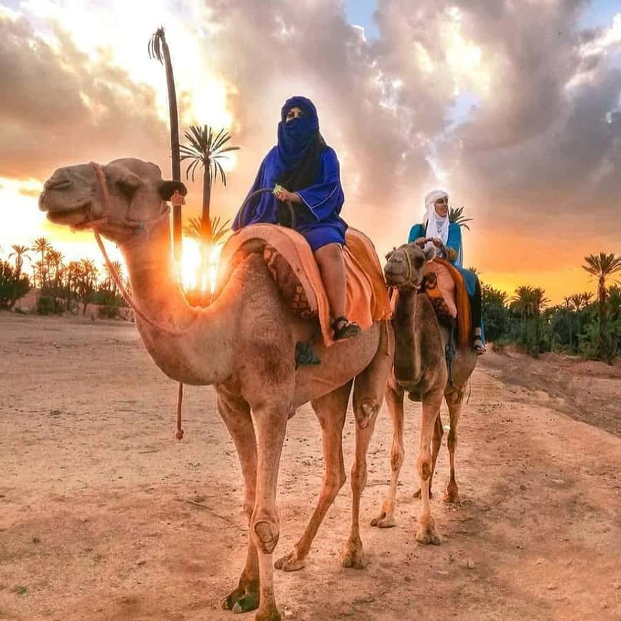 Sun set camel ride in palmerai of Marrakesh - What the pickup adds