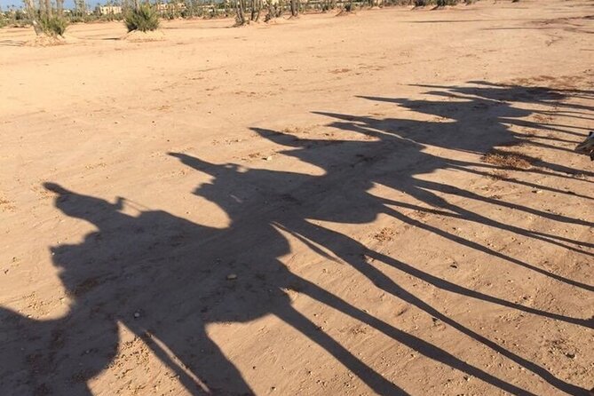 Sunset Camel Ride in Agadir or Taghazout With Transfers - Choosing your camel and getting comfortable