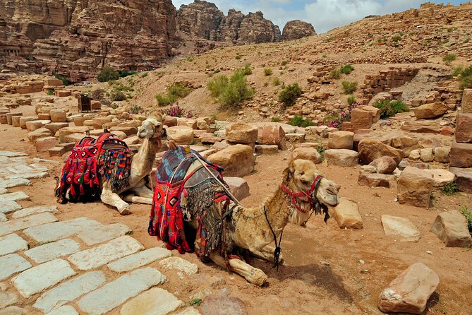Sunset Camel Ride in Agadir or Taghazout With Transfers - The animal welfare question