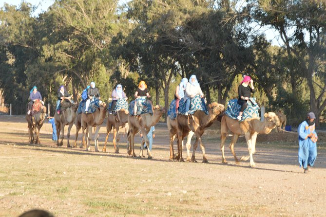Sunset camel ride in Agadir with transport, tea and cakes. - Pickup from your hotel and the short ride to the ranch