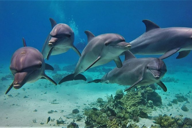 Swimming with Dolphin VIP Snorkeling Sea Trip With Lunch and Transfer - Hurghada - Two guided snorkeling sessions on the Red Sea