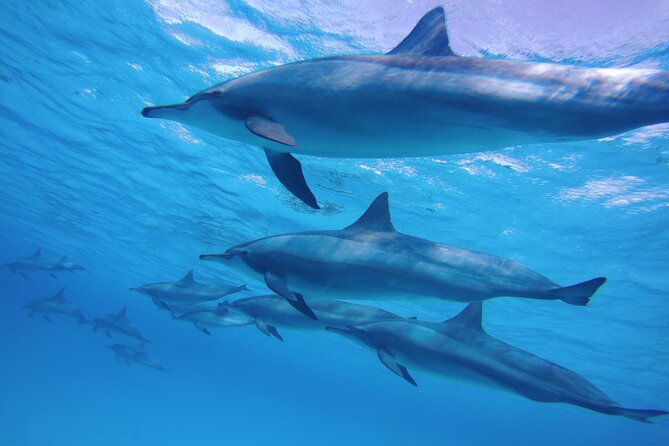 Swimming with Dolphin VIP Snorkeling Sea Trip With Lunch and Transfer - Hurghada - Who will enjoy this trip most
