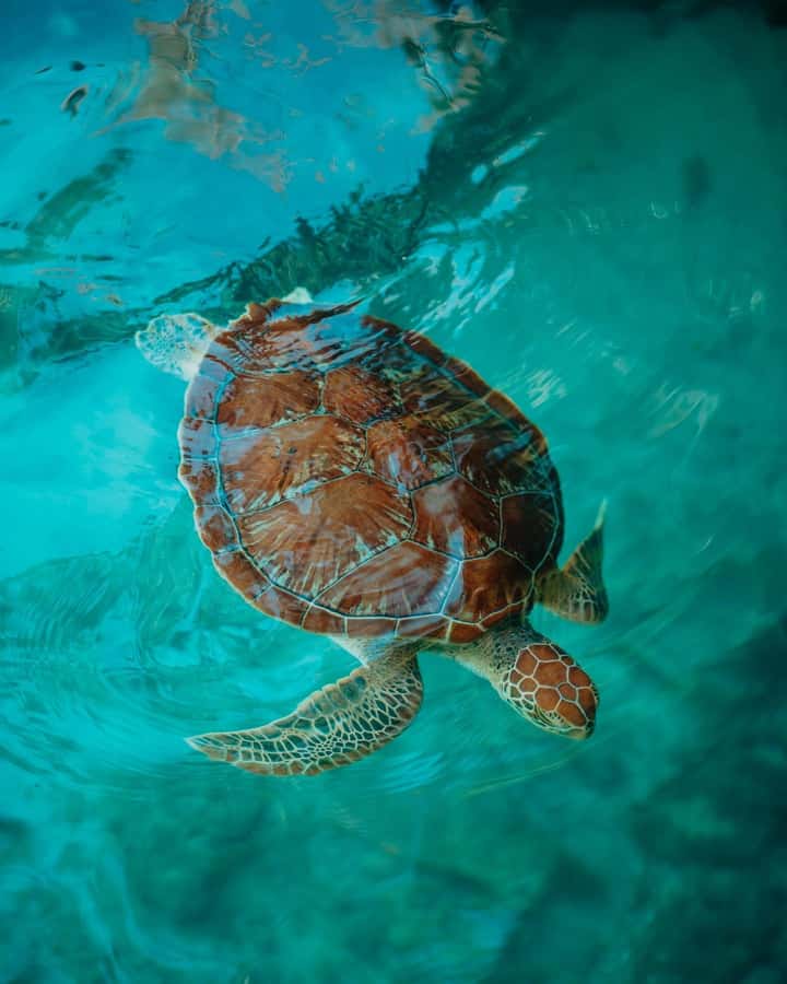 SWIMMING WITH TURTLES AT SALAAM CAVE AT KIZIMKAZI ZANZIBAR - Key points to know before booking