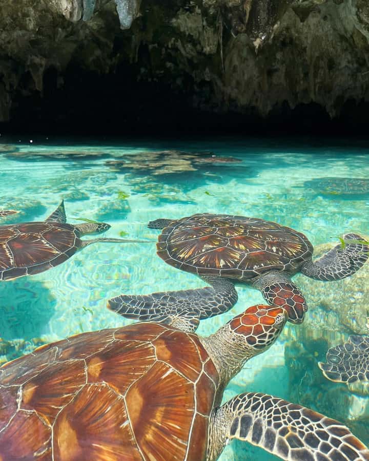 SWIMMING WITH TURTLES AT SALAAM CAVE AT KIZIMKAZI ZANZIBAR - What Salaam Cave is really like