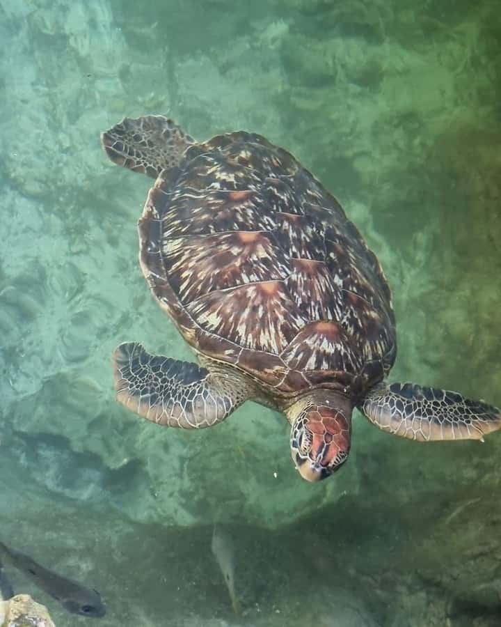 SWIMMING WITH TURTLES AT SALAAM CAVE AT KIZIMKAZI ZANZIBAR - Swimming with turtles in clear cave water