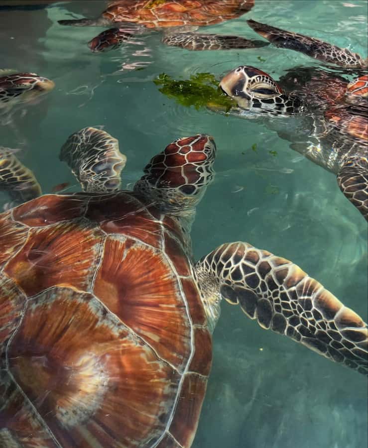 SWIMMING WITH TURTLES AT SALAAM CAVE AT KIZIMKAZI ZANZIBAR - Conservation value, with an important limit