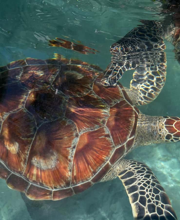 SWIMMING WITH TURTLES AT SALAAM CAVE AT KIZIMKAZI ZANZIBAR - The guide and language question