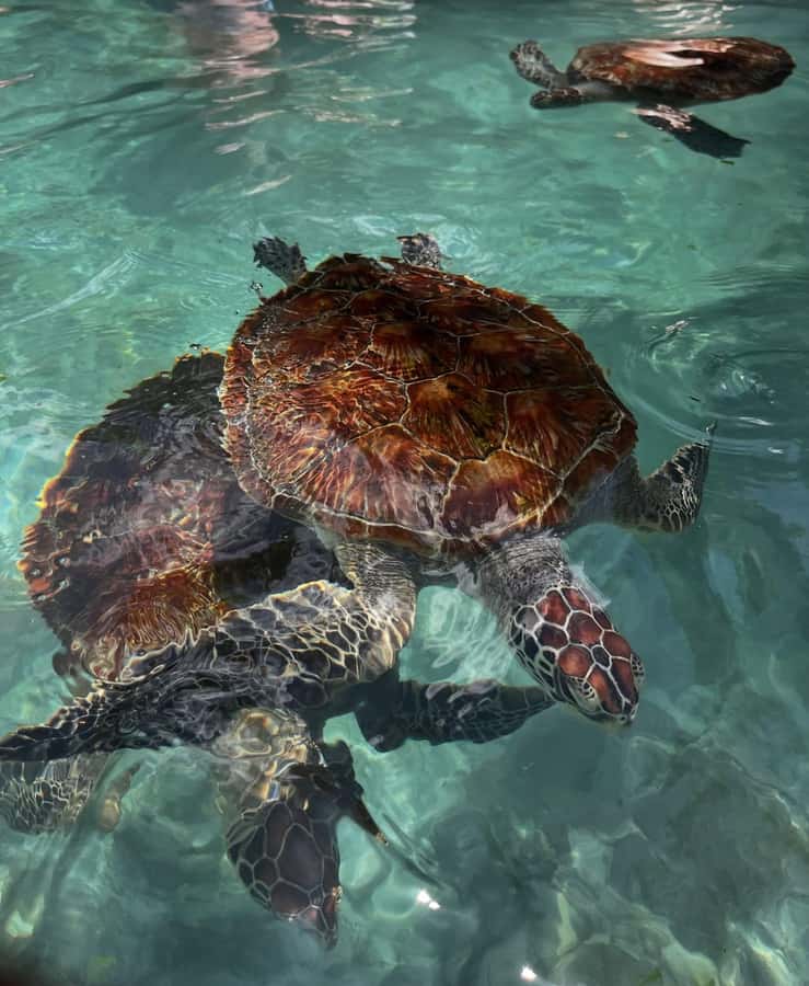 SWIMMING WITH TURTLES AT SALAAM CAVE AT KIZIMKAZI ZANZIBAR - Is $50 a fair price?