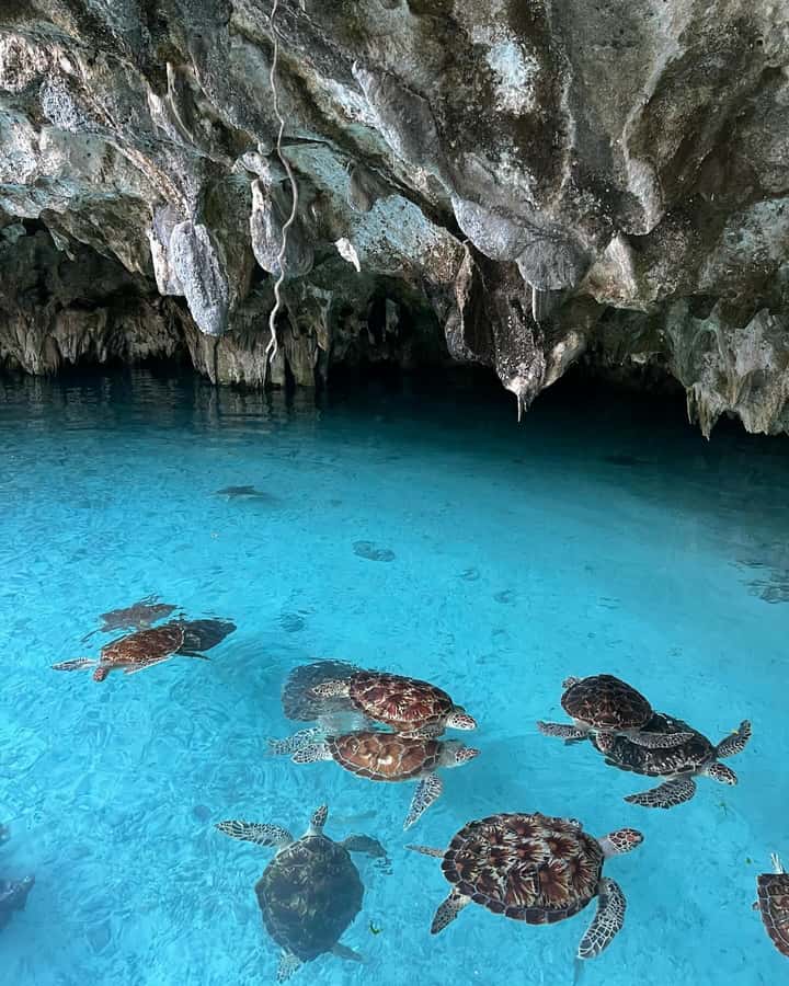 SWIMMING WITH TURTLES AT SALAAM CAVE AT KIZIMKAZI ZANZIBAR - Who will enjoy this most