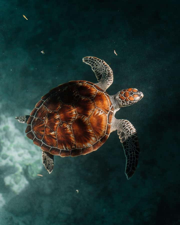 SWIMMING WITH TURTLES AT SALAAM CAVE AT KIZIMKAZI ZANZIBAR - Practical advice for a smoother visit
