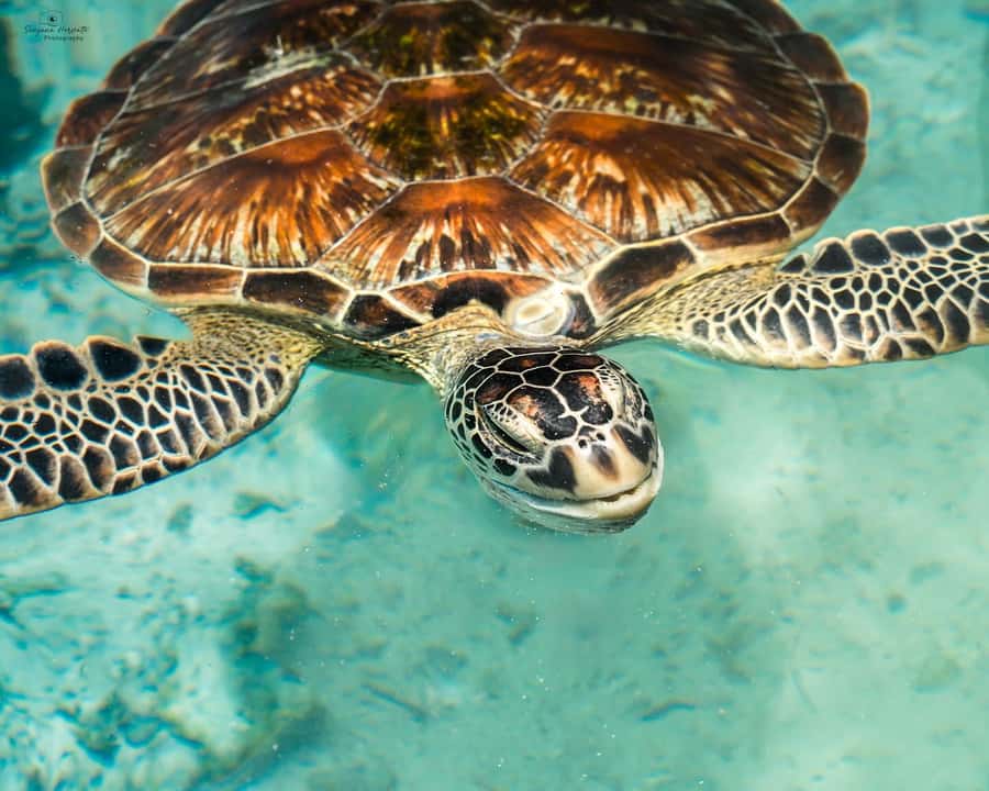 SWIMMING WITH TURTLES AT SALAAM CAVE AT KIZIMKAZI ZANZIBAR - The three-hour outing, broken down