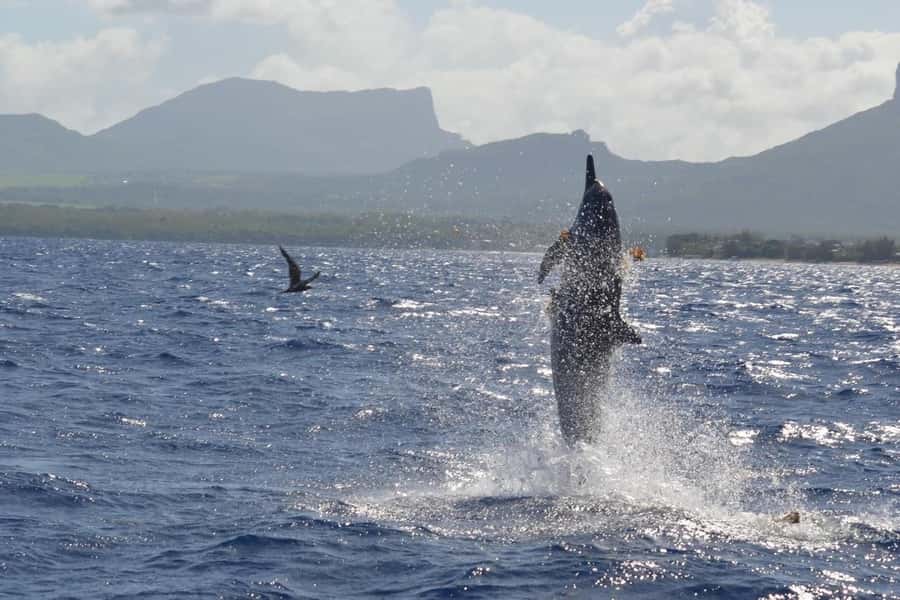 Tamarin: Dolphin Snorkel, CrystalRock, ile o Benitiers Lunch - What the dolphin encounter is really like