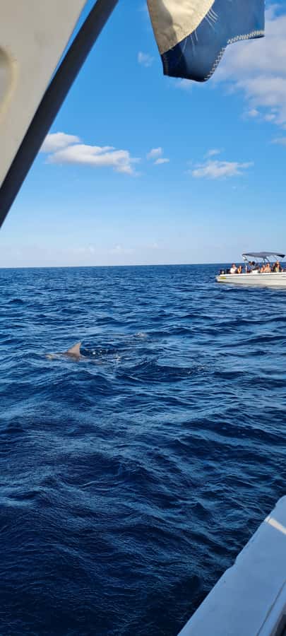 Tamarin: Dolphin Snorkel, CrystalRock, ile o Benitiers Lunch - Practical tips for a smoother day
