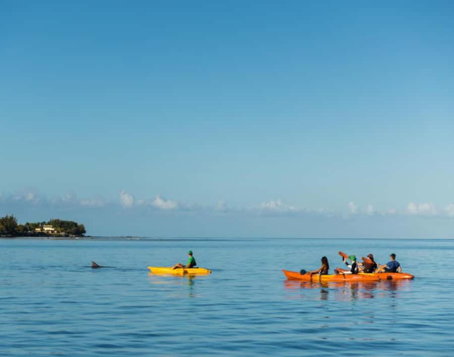 Tamarin: Guided Kayak Tour with Dolphins - What the dolphin encounter feels like from a kayak