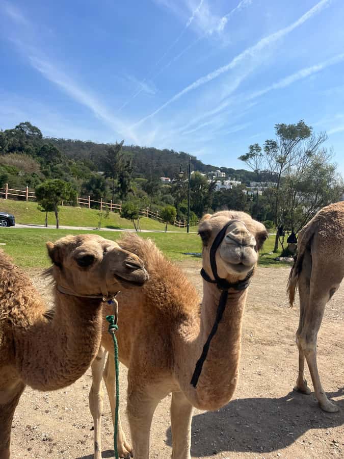 Tangier: Sunset, Tea, Sweets, Camel Ride, and Hercules Caves - What the Guide Adds