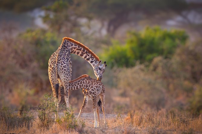 Tanzania Enticing Explorations - 6 Days - A six-day route built around Tanzania’s biggest names