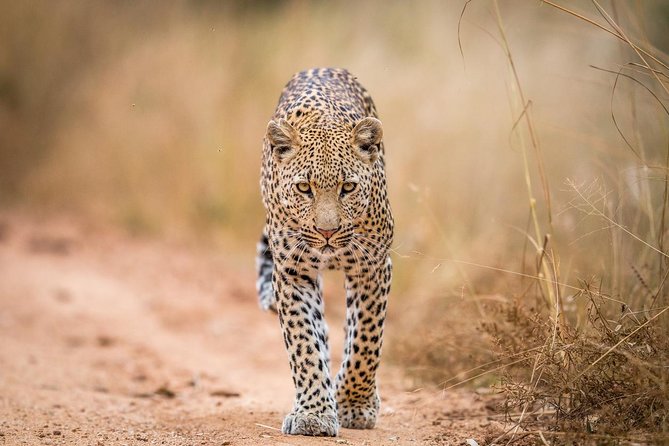 Tanzania Simba Safari - 5 Days - Day 4: one final Serengeti drive, then Ngorongoro