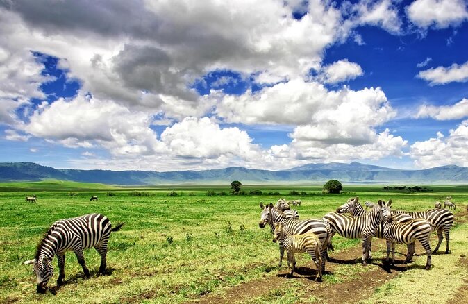 Tanzania Wildlife Encounters - 6 Days - Three parks, one tightly packed safari