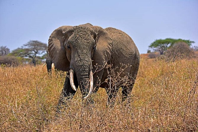 Tarangire Day Tour - What makes this Tarangire day tour worth considering