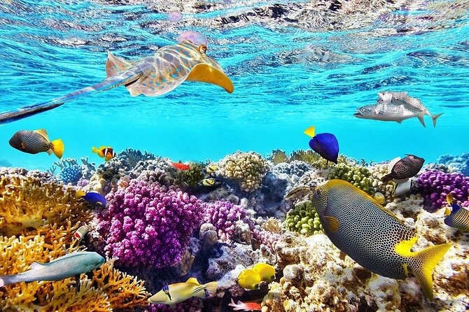 Tiran Island Snorkeling Excursion - Tiran Island or Ras Mohamed National Park
