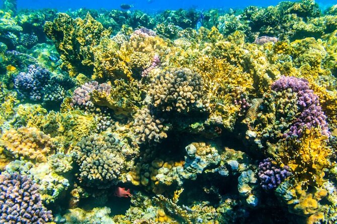 Tiran Island Snorkeling Excursion - What happens at the three snorkeling stops