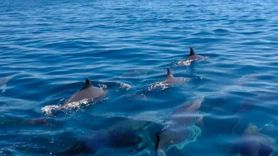 Trou d'Eau Douce: 5 Island Adventure with BBQ & Snorkeling - Why this east-coast trip packs in so much