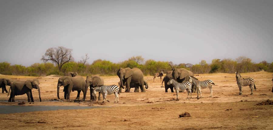 Victoria Falls: Chobe National Park Day Trip with Lunch - Why Chobe makes sense from Victoria Falls