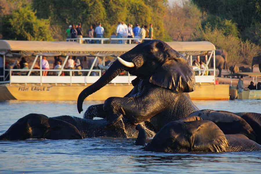Victoria Falls: Chobe National Park Day Trip with Lunch - The Chobe River cruise: the day’s most relaxed safari