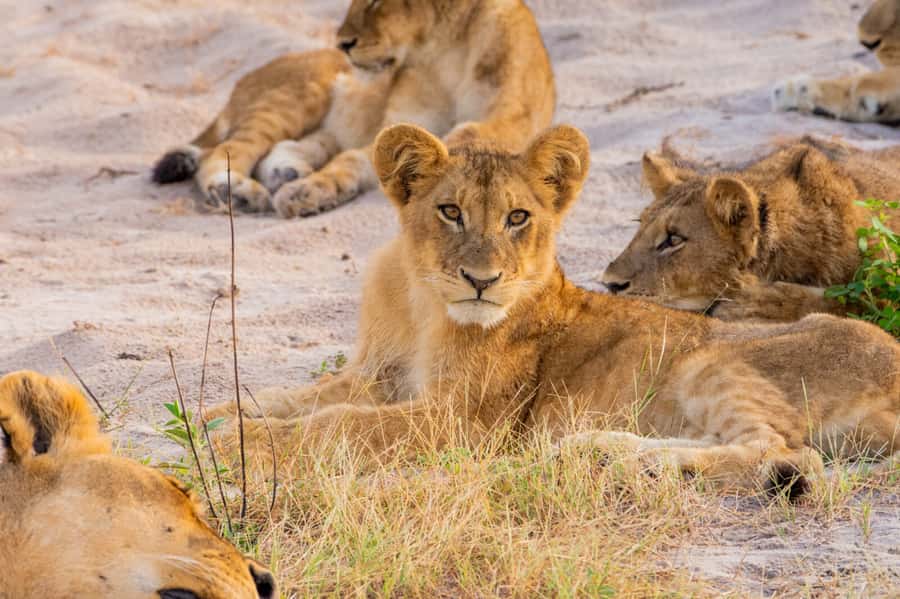 Victoria Falls: Chobe National Park Day Trip with Lunch - Buffet lunch at the Chobe lodge