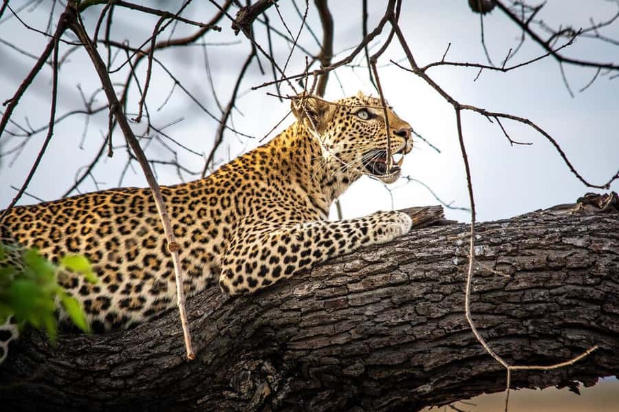 Victoria Falls: Chobe National Park Day Trip with Lunch - Should you book it?