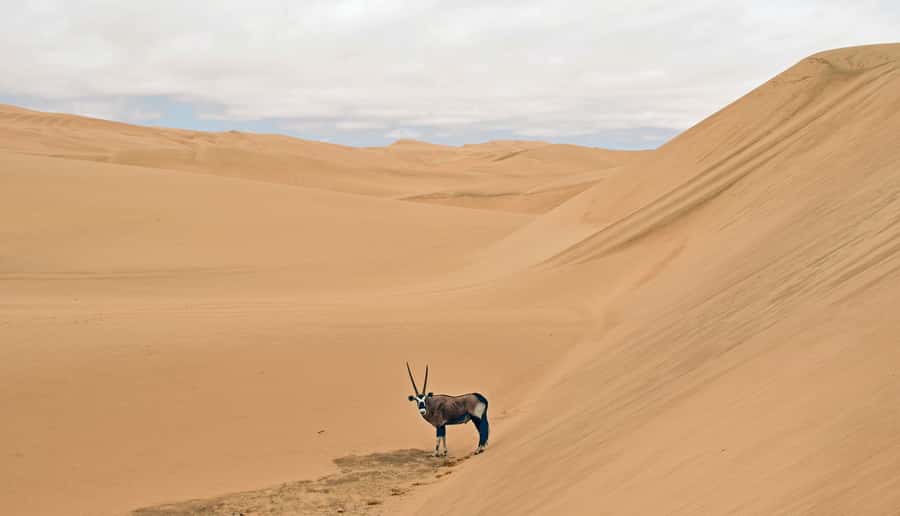 Walvis Bay: 4x4 Desert Excursion to Sandwich Harbour Bay - Is this $153 Walvis Bay trip worth booking?